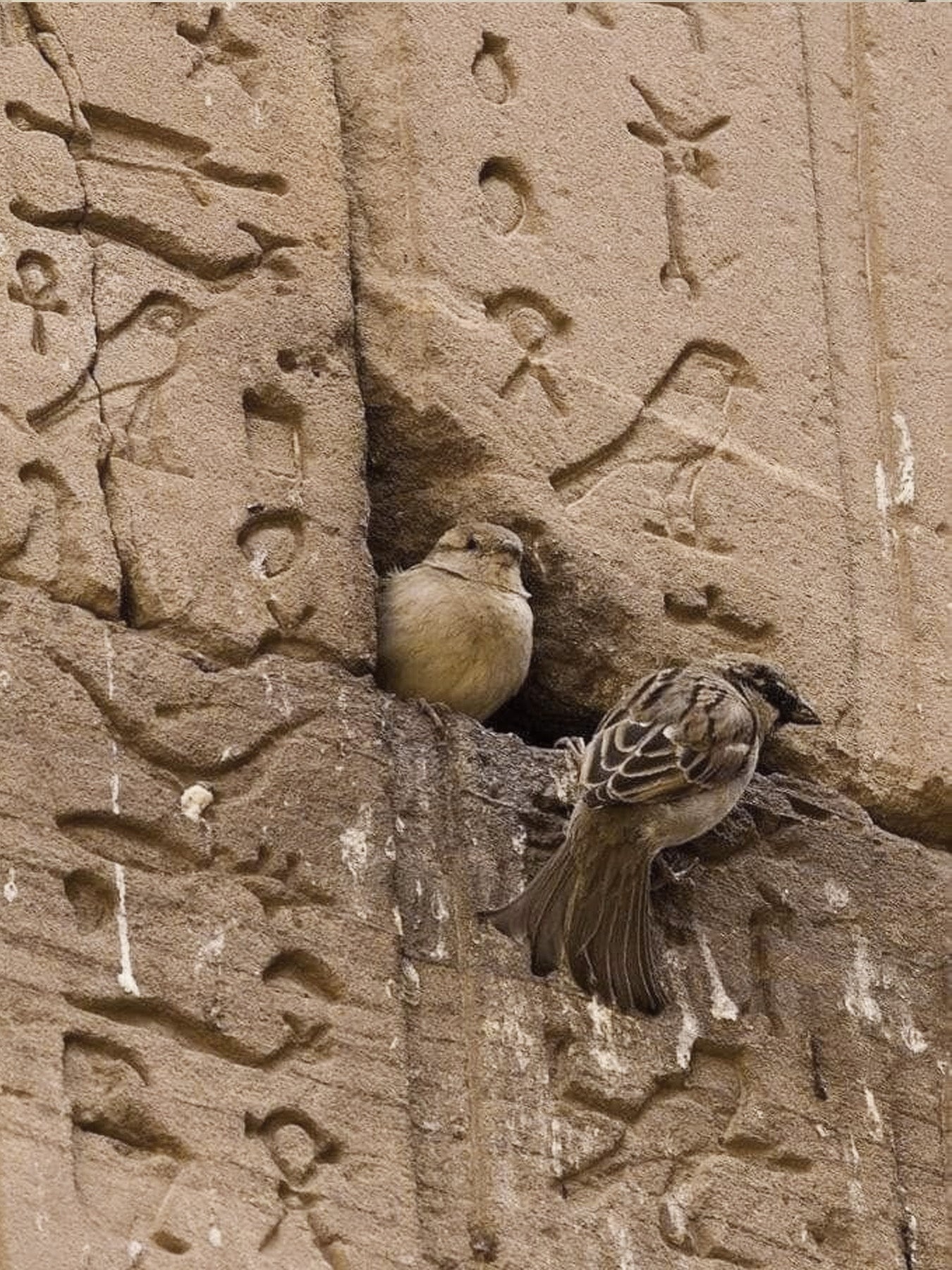 Two birds perched on a stone wall with hieroglyphic carvings.