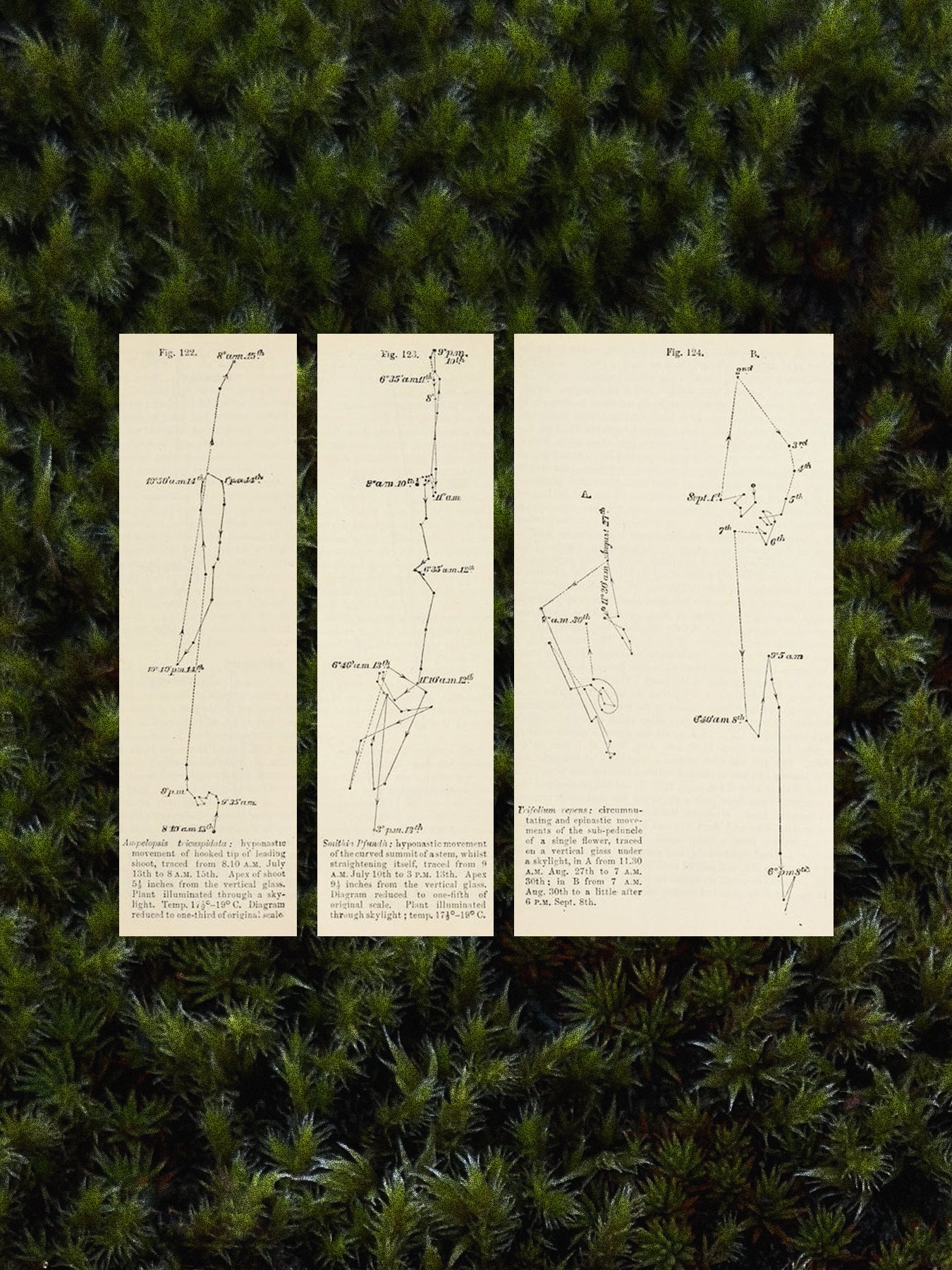 Three sheets of paper with constellation drawings on a green moss background