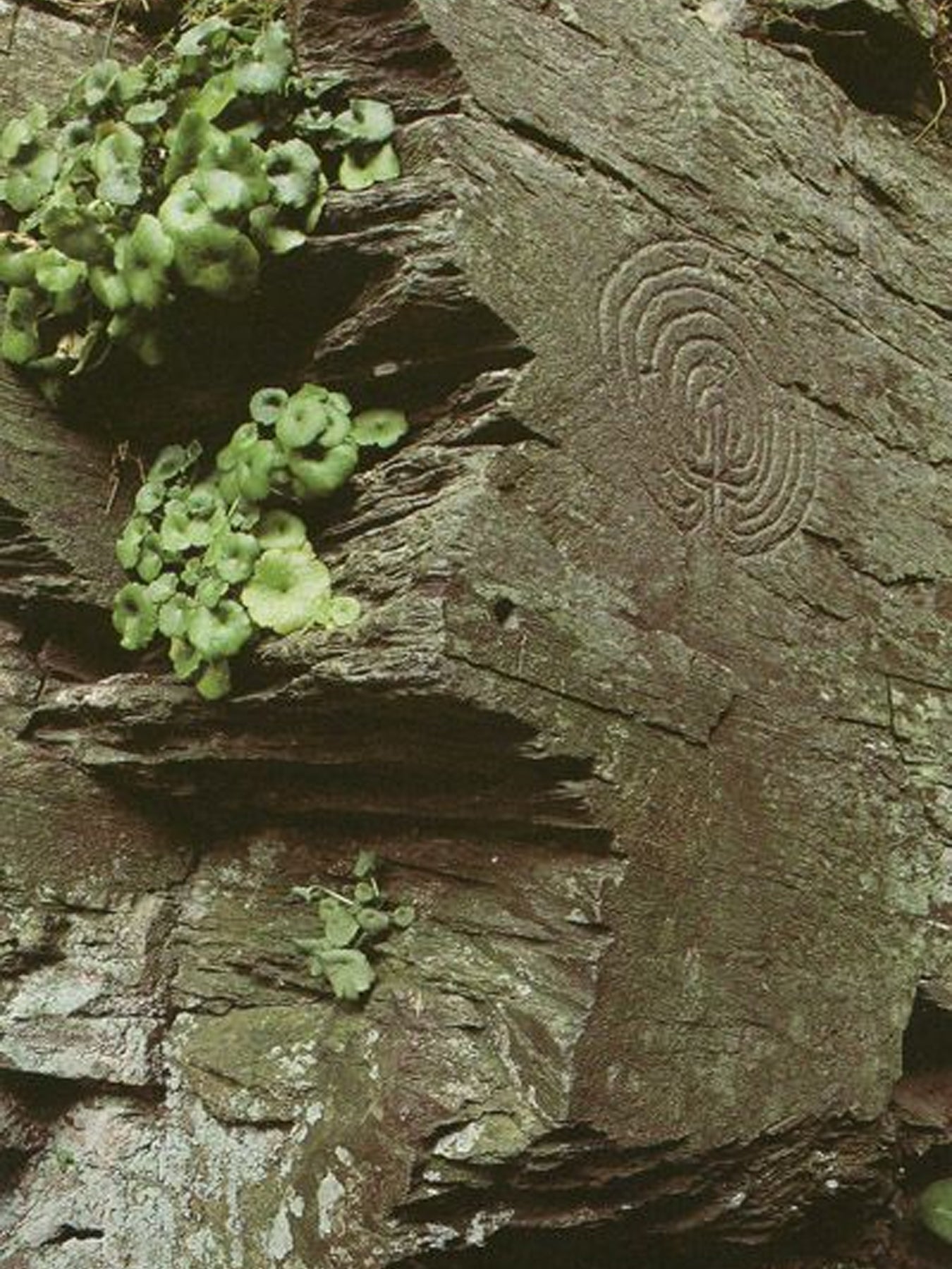 Carved design on a stone wall with green moss