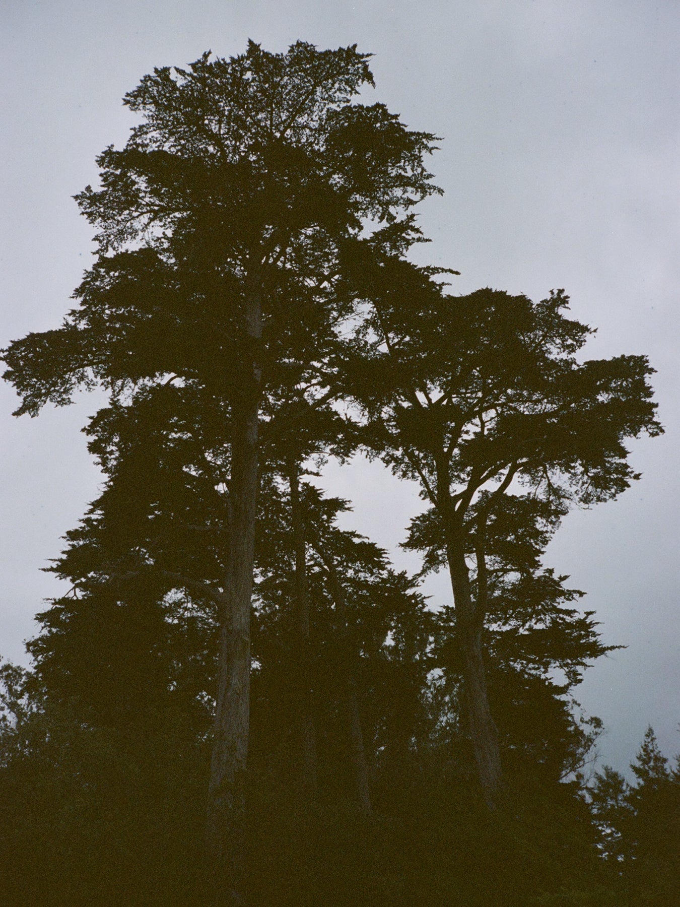 Silhouette of tall trees against a gray sky
